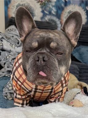 Plaid Dog Pajamas- Tan & Brown